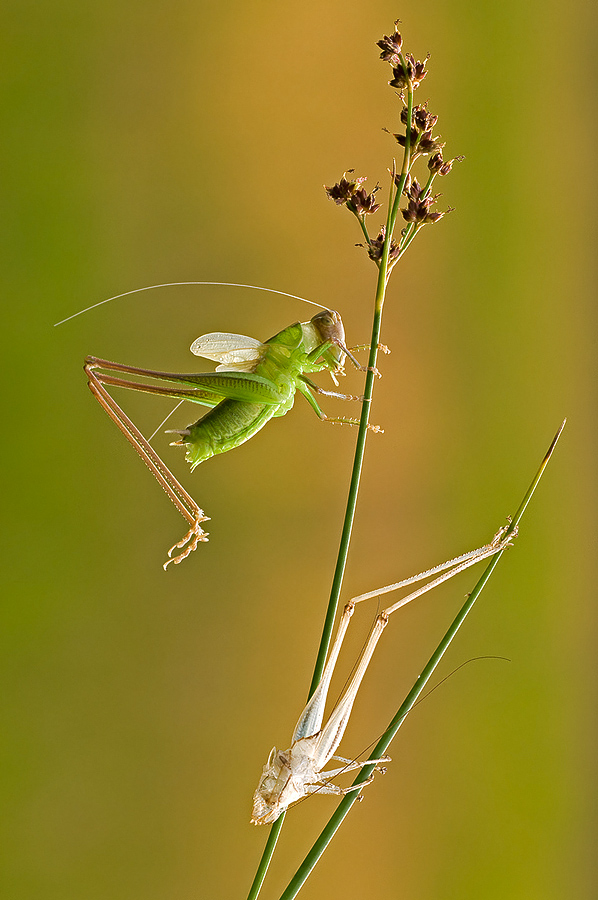 Muta di phaneroptera?